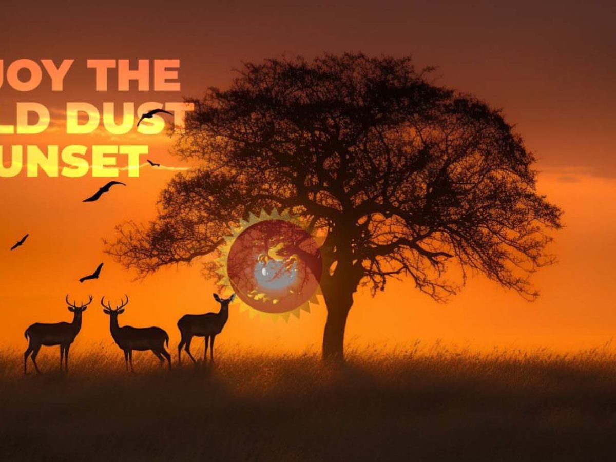 Antelopes_GOLD DUST SUNSET